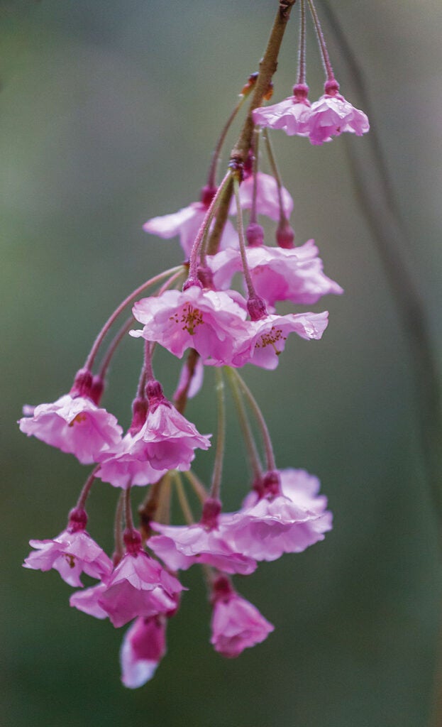 Cherry Blossom photography Tips