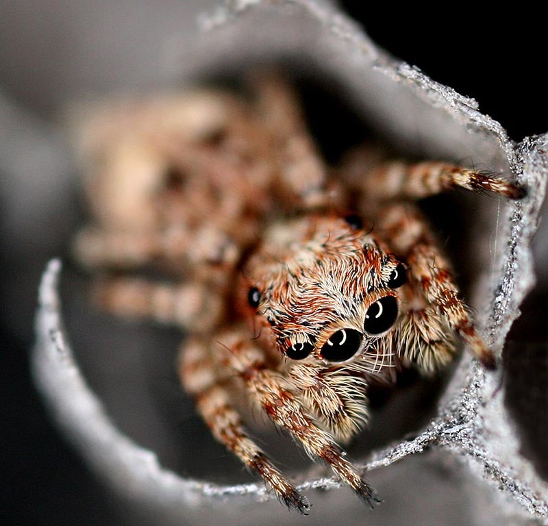 abandoned wasp nest