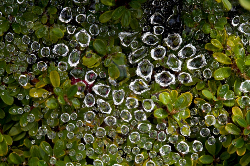 I was out looking for dew-covered spider webs to photograph. When I didn't find anything, I looked down and noticed these dew droplets that had collected in webs within the shrubbery.