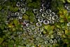 I was out looking for dew-covered spider webs to photograph. When I didn't find anything, I looked down and noticed these dew droplets that had collected in webs within the shrubbery.