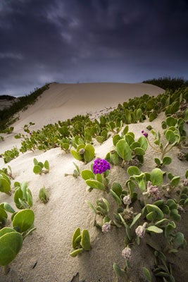 Spotlight-Detail-Pismo-Beach-CA-Tripod-mounted