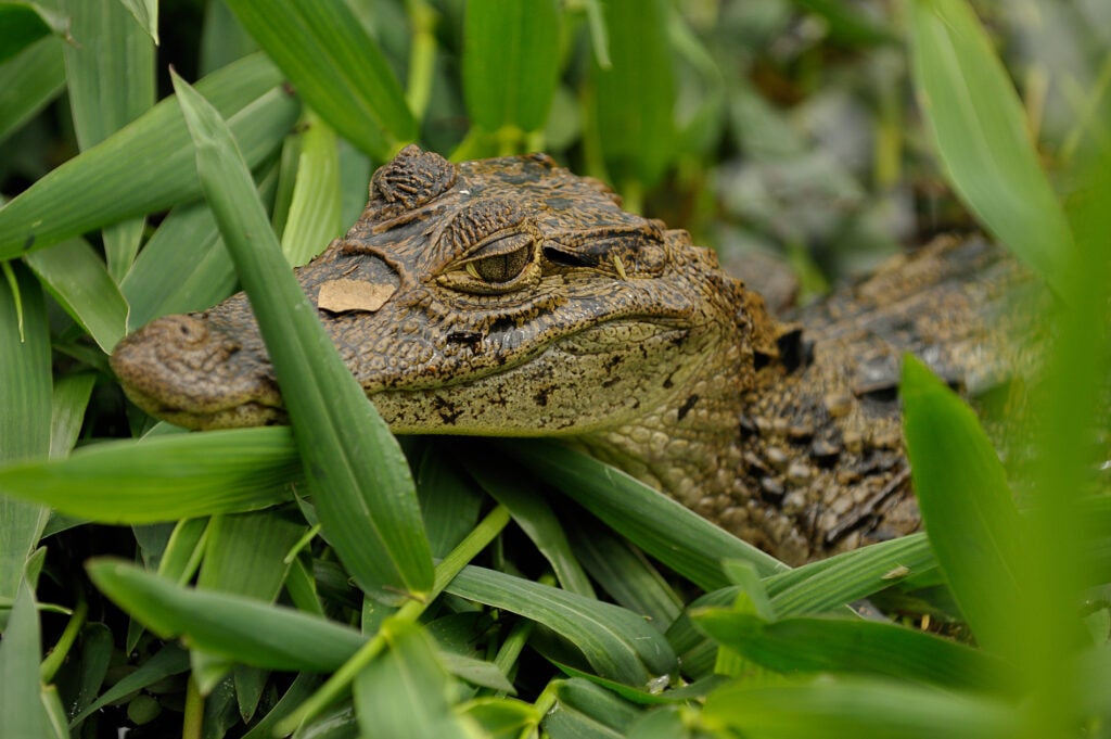 20100203_bd_costarica-0382.jpg