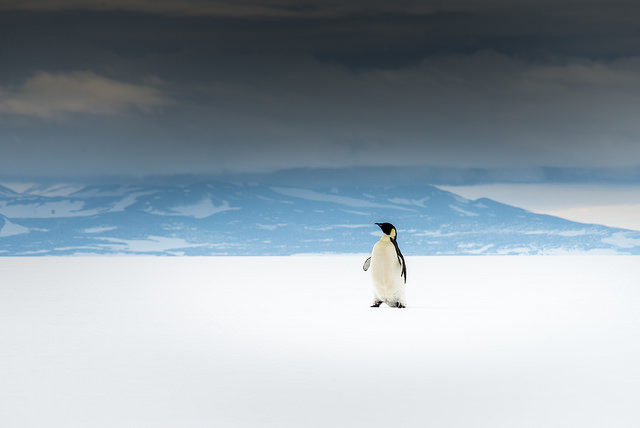 Today's Photo of the Day comes from Brian Stetson and was taken on the Ross Ice Shelf, Antarctica—the largest ice shelf on the continent. Brian photographed this single emperor penguin using a Nikon D600 with a 28.0-300.0 mm f/3.5-6.3 lens at 1/500 sec at f/8 and ISO 100. See more of his work <a href="http://www.flickr.com/photos/bstetson/">here.</a>