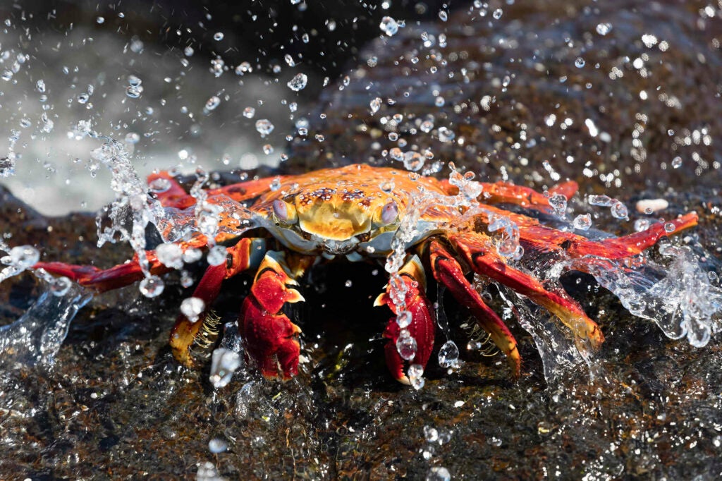 This Sally lightfoot crab is holding on to his perch on a rock despite the forces of a wave crashing over it.