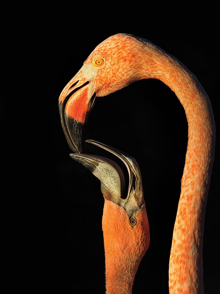 Photo: Steve Russell/Audubon Photography Awards