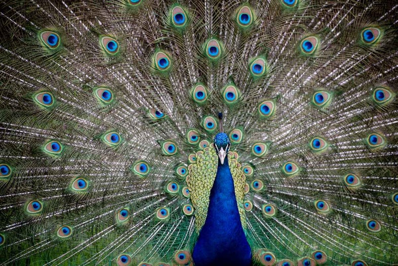 A peacock at the zoo in Norfolk, Virginia