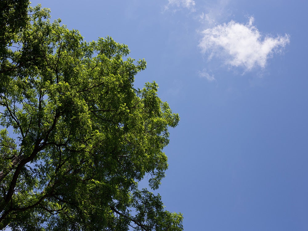 green tree against blue sky