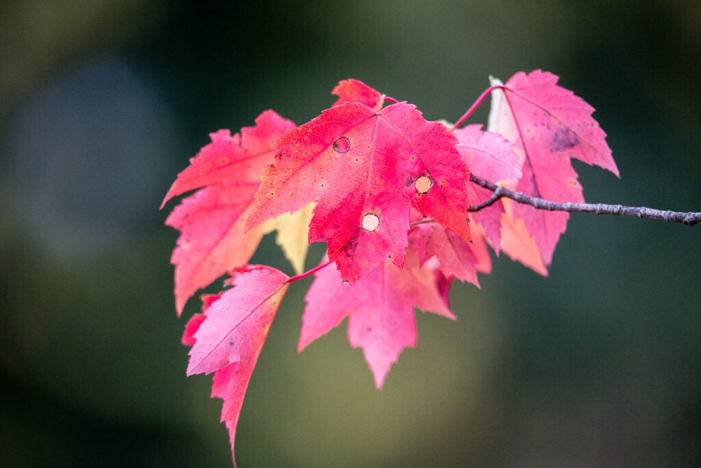 More foliage