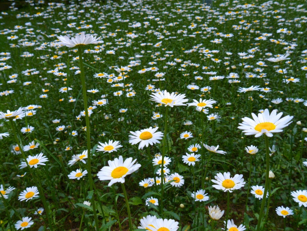 Summer Flowers