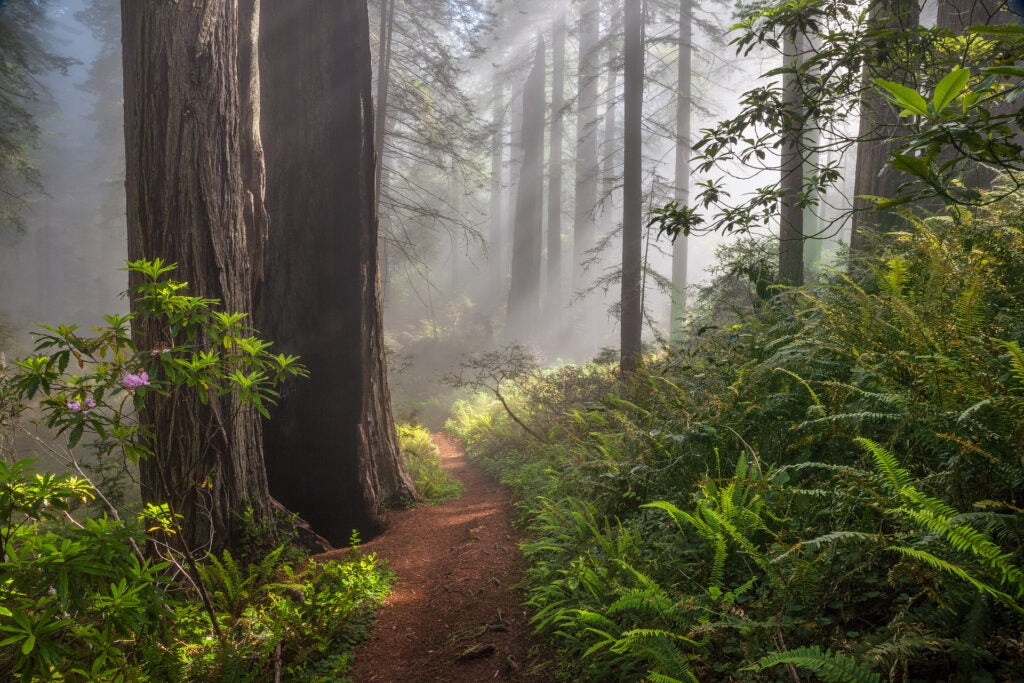 Path Through the Redwoods