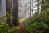 Path Through the Redwoods