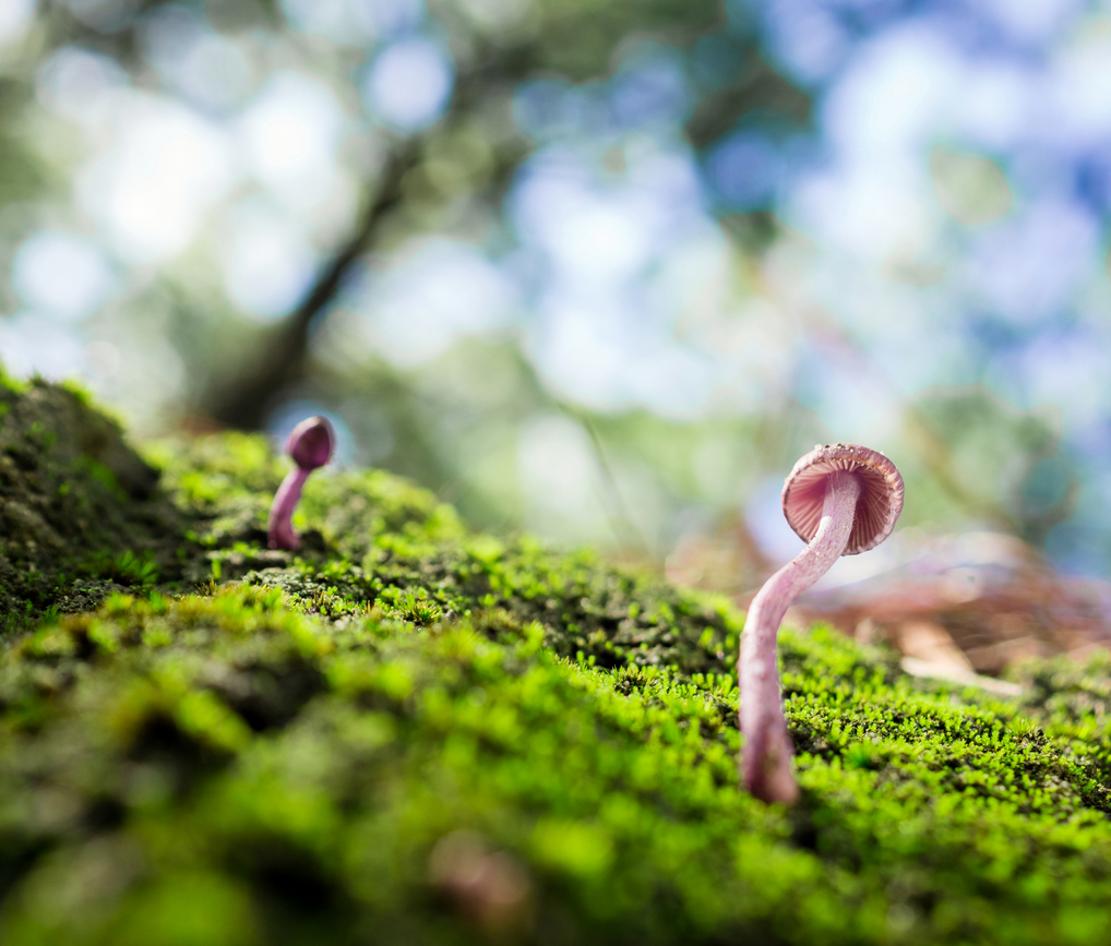 Today's Photo of the Day comes 500px user Armando Alvarez Lopez new Guatemala City using a Sony SLT-A57 with a 30mm f/2.8 macro lens at 1/60 sec, f/5.6 and ISO 200. We particularly liked this shot because of Lopez's unusual perspective on these mushrooms growing out of the side of a mountain. See more work <a href="https://500px.com/adjaleva">here. </a>