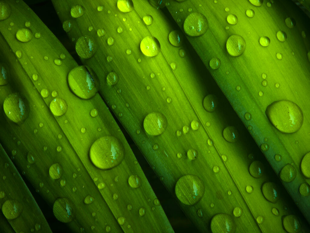 Palm Branch Water Drops