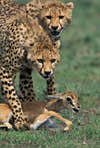 Cheetahs with Fawn Prey