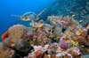 Turtle-and-honeycomb-moray-South-Male-Atoll-Ma