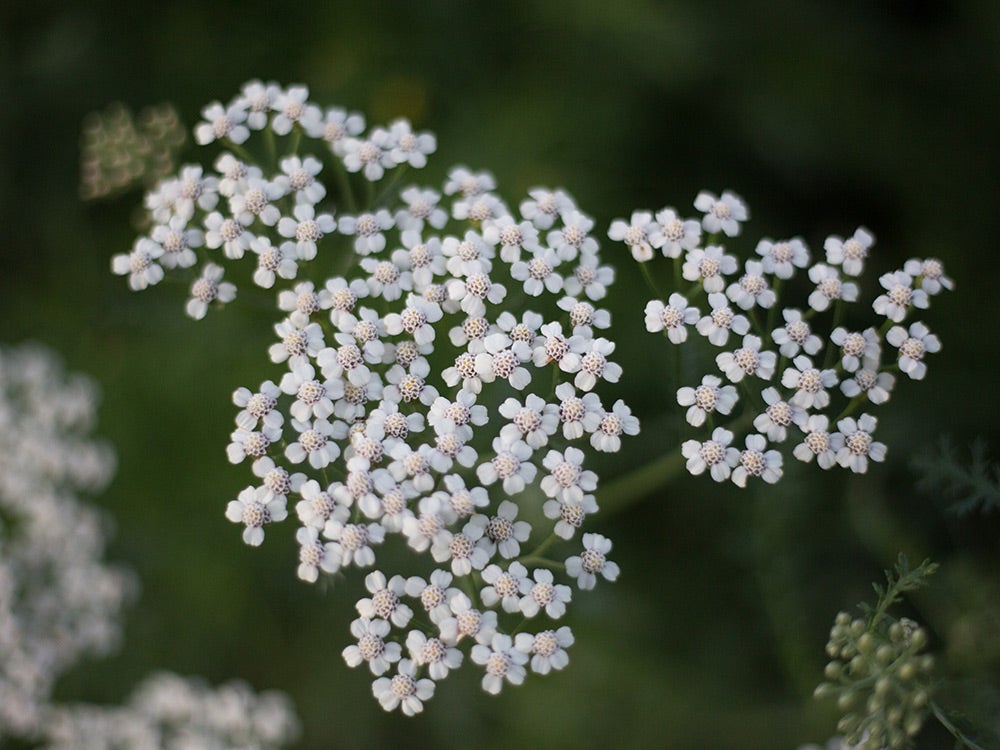 close up of small white flowers