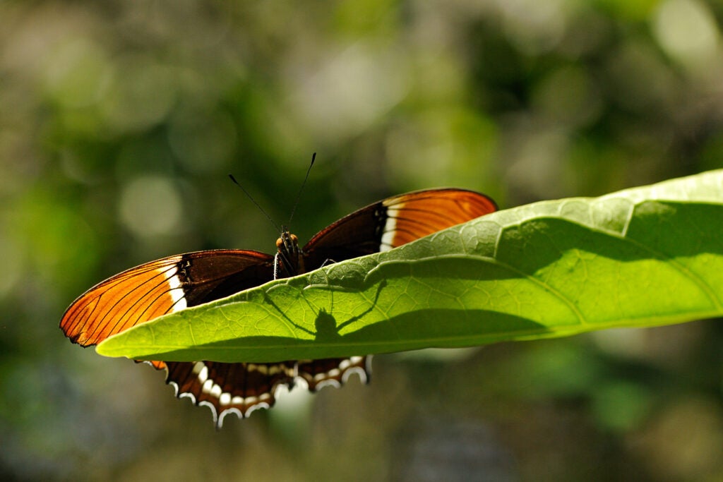 20100130_bd_costarica-0052.jpg