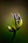 One of the mountain flowers of the Cordilleras, often blooms during summer until the cold mornings of December .Taken with a Nikon D7000 and Sigma 70-200mm f2.8