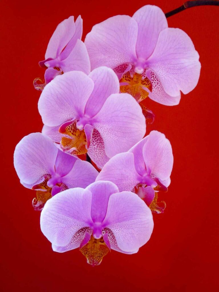 This Pink Orchid Has Been Flowering On My Window Sill For 3 Months. I Moved It Against A Red Background For This Shot.