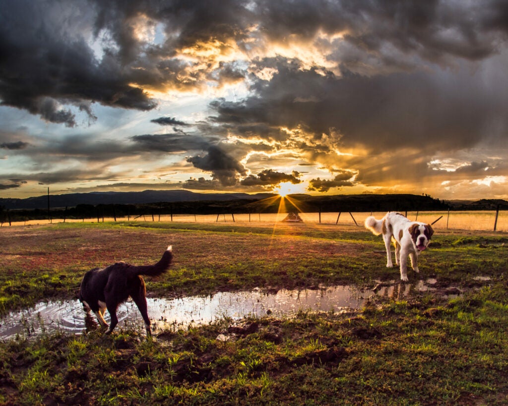 Dogs at Sunset