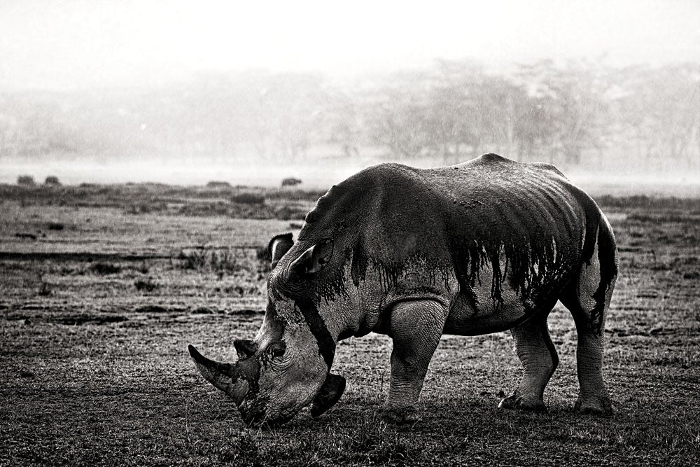 White Rhinoceros, Lake Nakuru National Park, Kenya