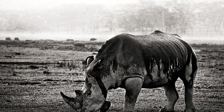 Tips From a Pro: B/W Wildlife Photography