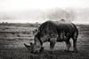 White Rhinoceros, Lake Nakuru National Park, Kenya