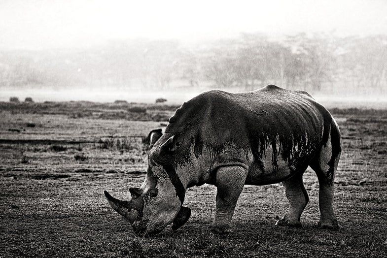 White Rhinoceros, Lake Nakuru National Park, Kenya