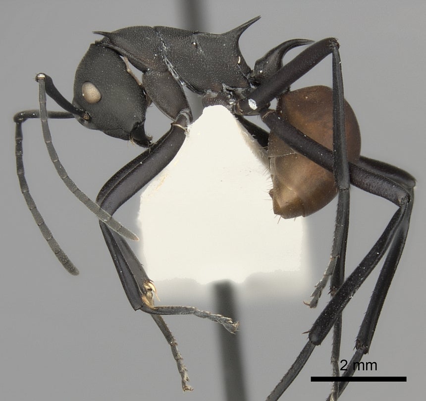 Polyrhachis hector