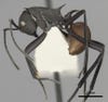 Polyrhachis hector