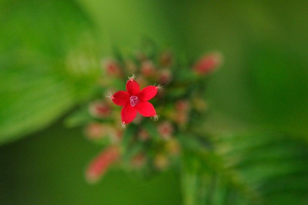 20100130_bd_costarica-0056.jpg