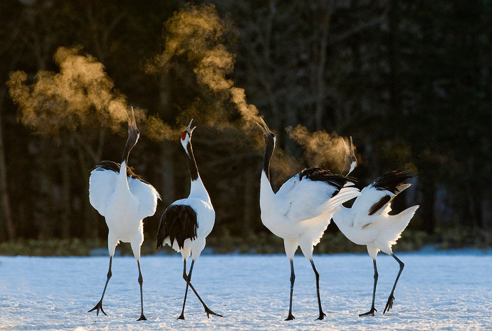 "Occasionally everything comes together to be able to capture a special image and this is what happened here. These two pairs of cranes came together and trumpeted just as the sun rose above the horizon, lighting beautifully their breath against the trees in heavy shadow behind. To make this image the temperature needed to be low too and it was at minus 20 degrees Celcius." Shot using a Nikon D3 and a 500mm f/4 lens mounted _on a Gitzo tripod with a Dietmar Nil head at ISO 800, f/4 at 1/640 sec._