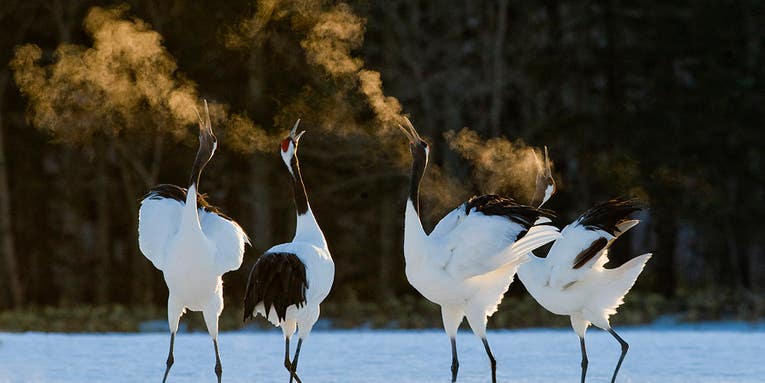 Tips From a Pro: David Tipling on Beginning Bird Photography