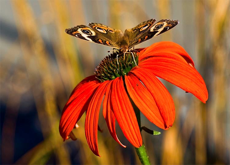 Today's Photo of the Day was shot by Norman Venetsky. Norman captured this image at the Bronx Botanical Gardens in New York.