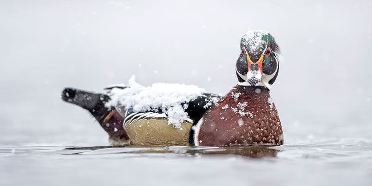 These are the best bird photographs of 2018