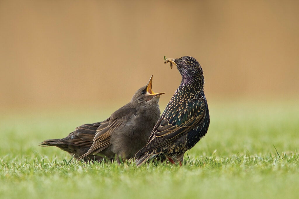 Tips for better bird photography