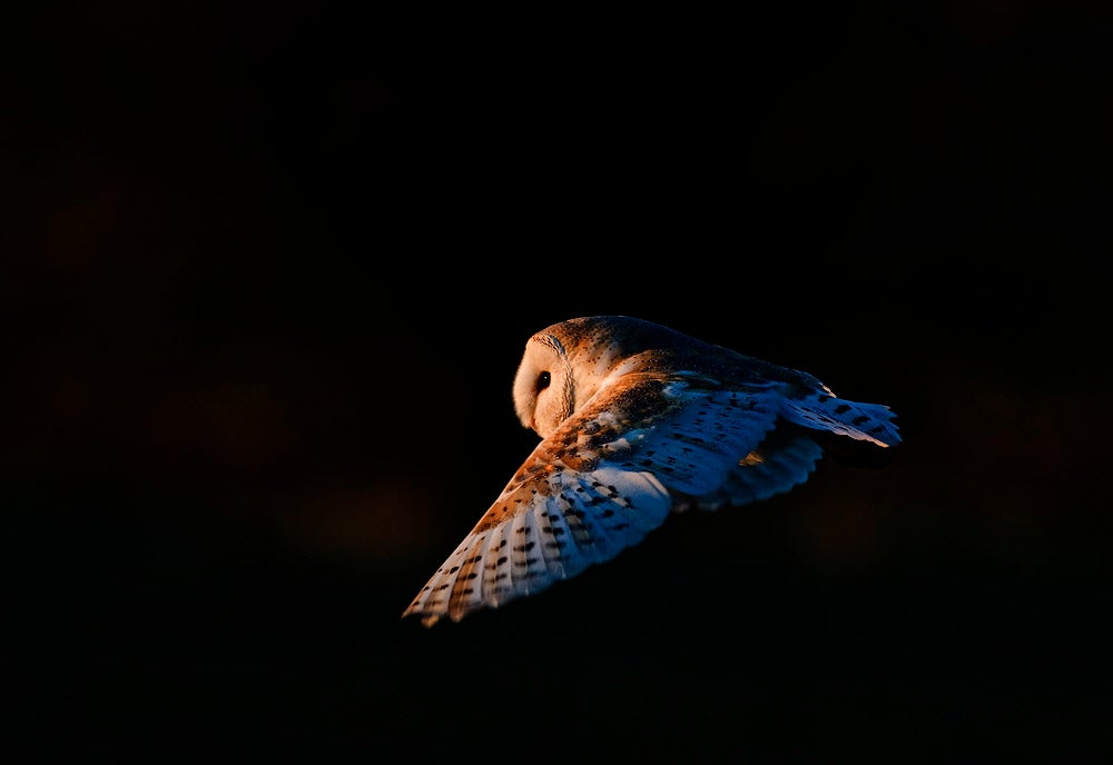 Barn Owl Norfolk UK