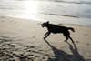 dog running on the beach