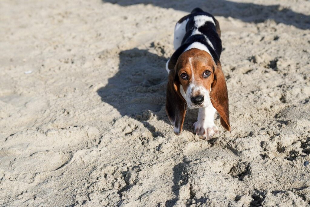 beagle on the beach