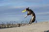 dog catching Frisbee on the beach