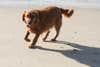 retriever on the beach