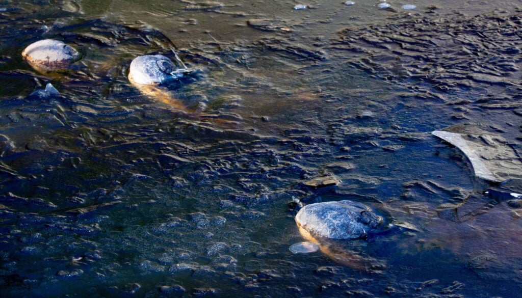 three gator snouts poke out of frozen water