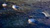 three gator snouts poke out of frozen water