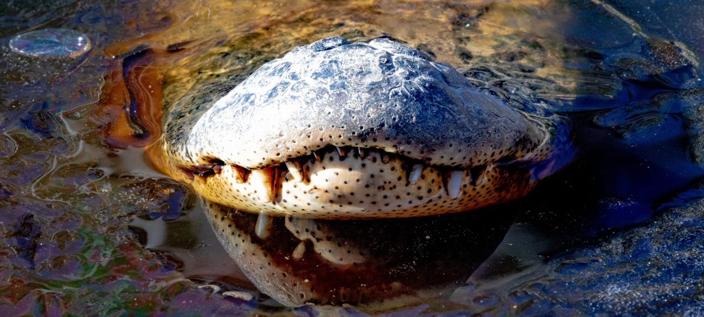 a gator snout sticking out of a frozen body of water