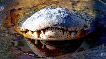 a gator snout sticking out of a frozen body of water
