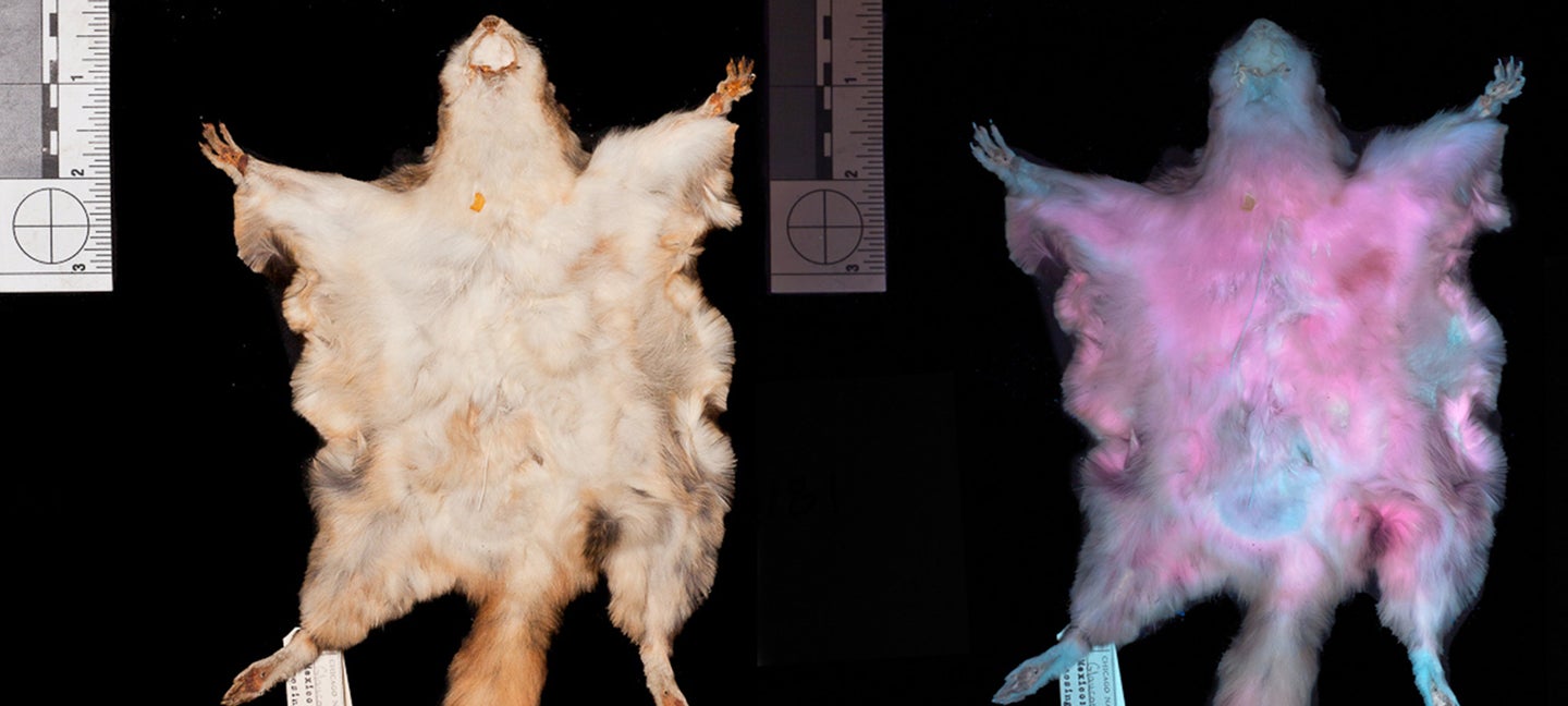 These flying squirrels fluoresce hot pink, and no one knows exactly why