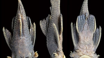These tentacle-nosed catfish are aquatic superheroes