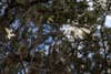 flowers and treetops