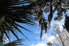 trees and sky