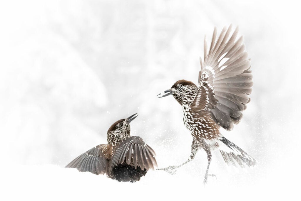 two birds fighting